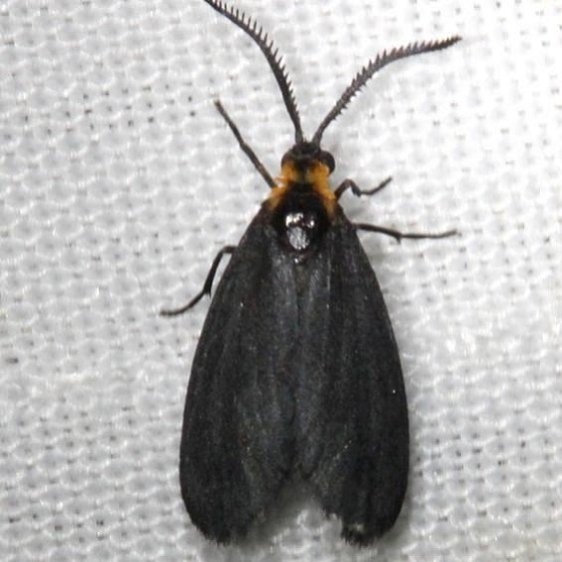 4627 Upright Acoloithus Moth Alexander Springs Ocala Natl Forest 3-18-13
