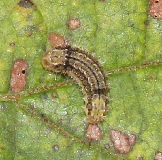 4629 Clemens' False Skeltonizer Moth caterpillar on Grape leaf BG Clearcreek Metro Pk 9-3-16 (7)_opt