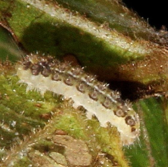 4629 Clemens' False Skeltonizer Moth caterpillar on Grape leaf BG Clearcreek Metro Pk 9-3-16 (9)_opt