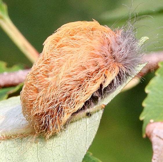 4644 Black Wave Flannel Moth caterpillar Clearcreek Metro butterfly transect 9-4-15_opt