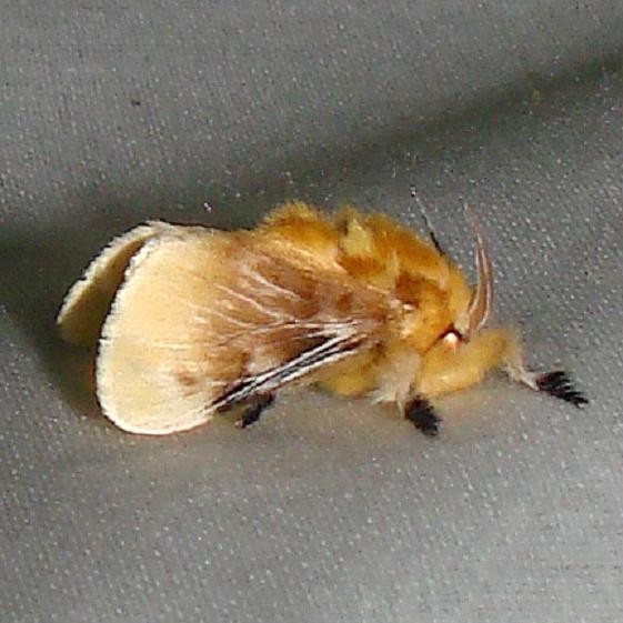4647 Southern Flannel Moth Kissimmee Prairie St Pk 3-11-12