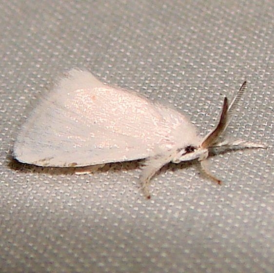 4650 White Flannel Moth Kissimmee Lake St Pk 2-22-12