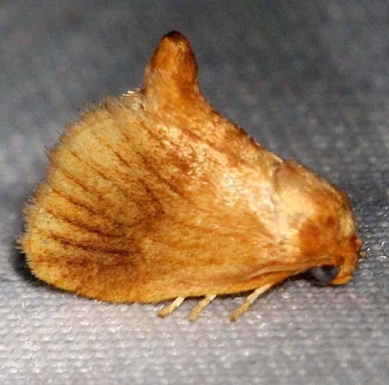 4652 Early Button Slug Moth Thunder Lake UP Mich 6-23-13