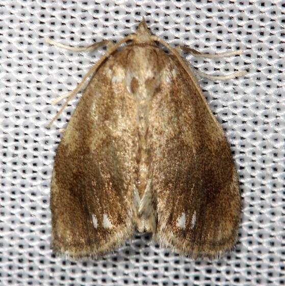 4659 Jeweled Tailed Slug Moth Thunder Lake Mich UP 6-24-13