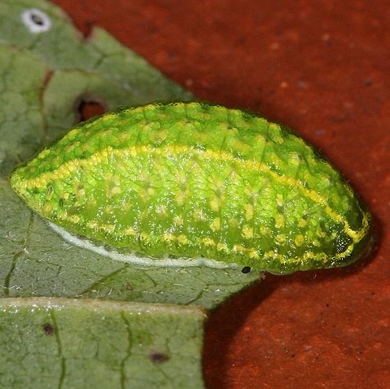 4665 Yellow-shouldered Slug Moth Battelle Darby Metro 8-26-17 (6)_opt