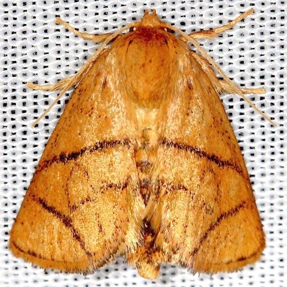 4667 Yellow-Collared Slug Moth Shawnee St Pk Oh 6-15-13