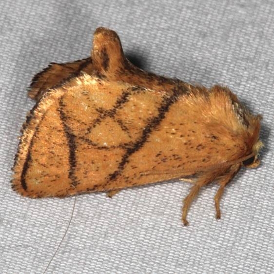 4667 Yellow-collared Slug Moth Copperhead Firetower Shawnee St Forest 6-13-15