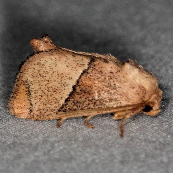 4668 Rectilinea Slug Moth Silver Lake Cypress Glenn Fl 3-19-15