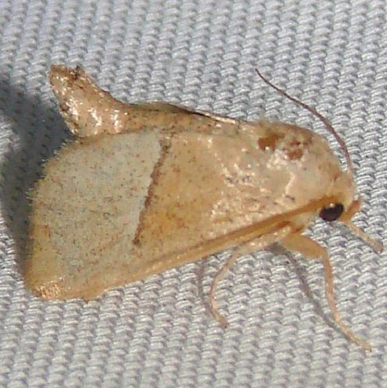 4668 Rectilnea Slug Moth Payne's Prairie St Pk 3-22-12