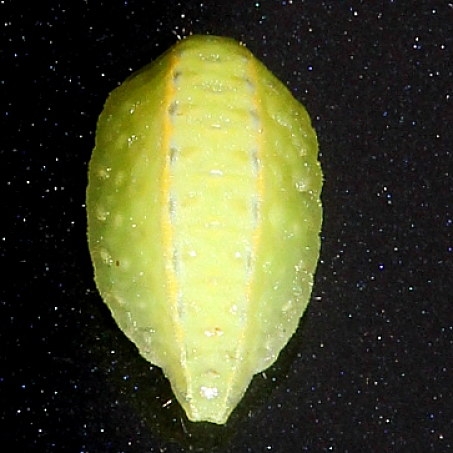 4669 Shagreened Slug Moth  caterpillar Mt Pleasent Rd Perry Co Indiana 8-24-18 (16)_opt