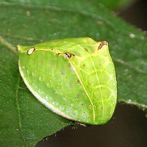 4671 Skiff Moth caterpillar Galleger Fen Clark Co 9-11-15