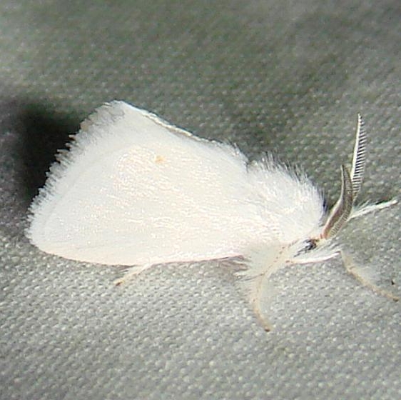 4673 Packard's White Flannel Moth Mahogany Hammock Everglades 2-27-12