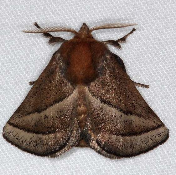 4679 Nason's Slug Moth Burr Oak St Pk 6-27-14