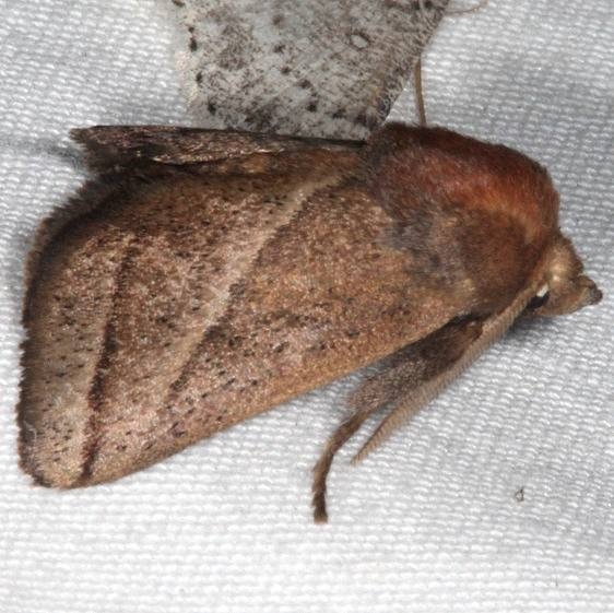 4679 Nason's Slug Moth Copperhead Firetower Shawnee St Forest 6-13-15