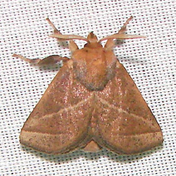 4679 Nason's Slug Moth Paynes Prairie St Pk 3-21-12