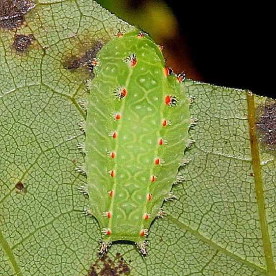 4679 Nasson Slug Moth caterpillar on Redbud Lynx Prairie Adams Co 8-22-19