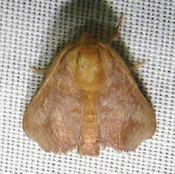 4681 Crowned Slug Moth Payne's Prairie St Pk 3-20-12
