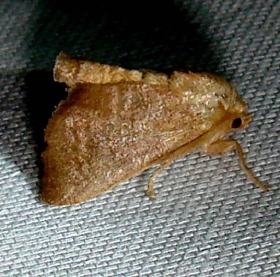 4681 Crowned Slug Moth Payne's Prairie St Pk 3-23-12