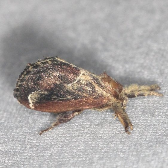 4685 Purple-crested Slug Moth Mothapalooza Shawnee St Forest Oh 7-7-17 (88)_opt