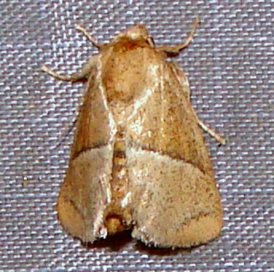 4688 Rectilinea Slug Moth Paines Prairie St Pk 3-29-11