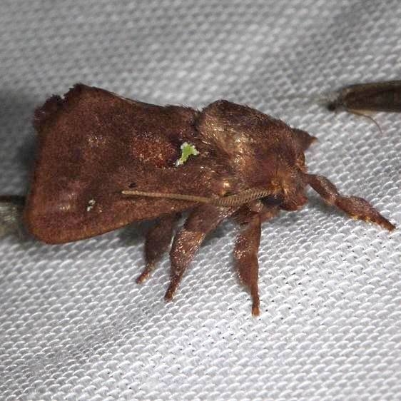 4697 Spiny Oak-slug Moth Hidden Lake Everglades Natl Pk 3-9-13