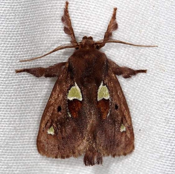 4697 Spiny Oak-slug Moth Rodman Campground Fl 3-20-14