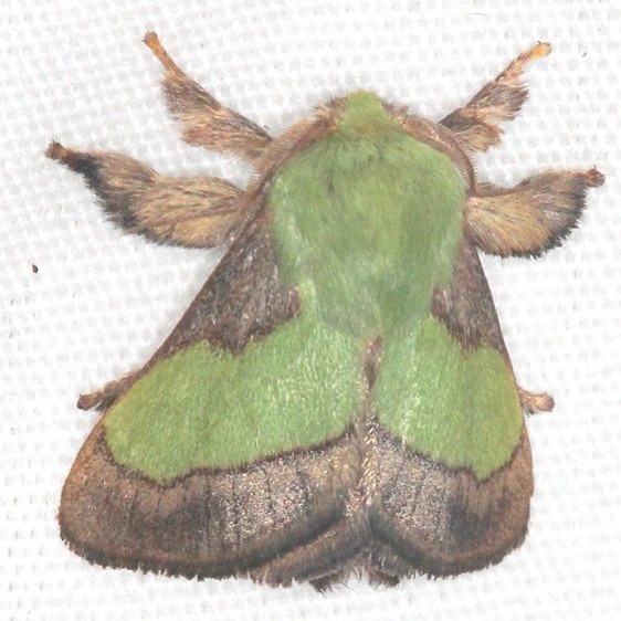 4698 Smaller Patasa Moth Mothapalooza Shawnee St Forest Oh 7-7-17 (141)_opt