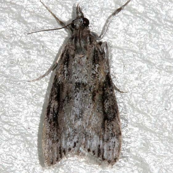 4730 Eudonia spenceri Moth Cherry Tree Inn Victoria BC 8-15-14