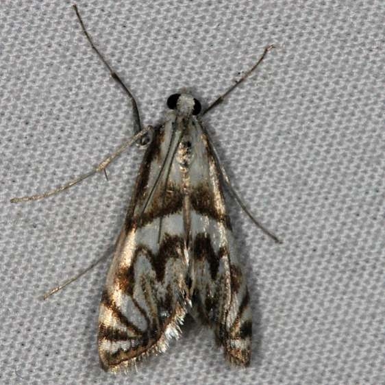 4743 Scrollwork Pyralid Moth Oscar Scherer St Pk Fla 3-14-15