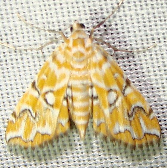 4748 Pondside Pyralid Moth Kissimmee Lake St Pk 2-23-12