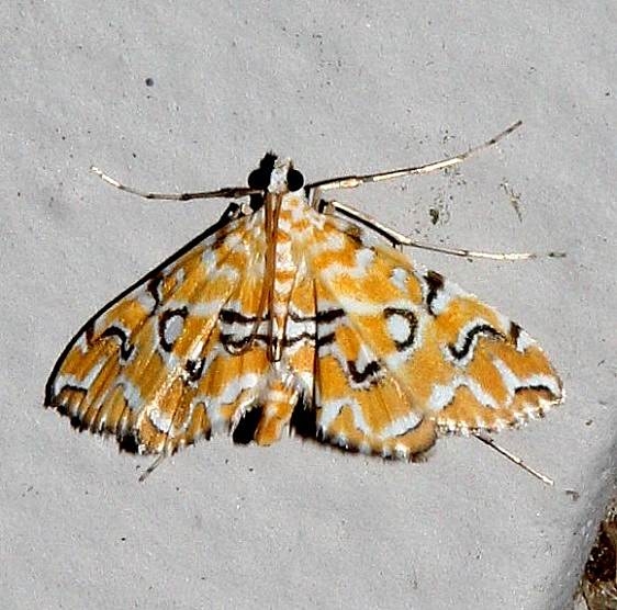 4748 Pondside Pyralid Moth Osceola Natl Frt Ocean Pond 3-24-15