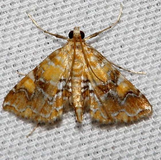 4750 Nebulous Munroessa Moth Kissimmee Prairie St Pk 3-12-13