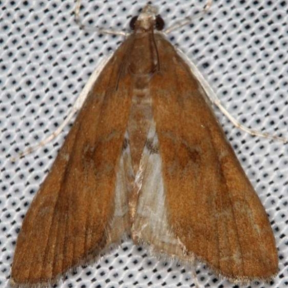 4751 Waterlily Borer Moth Wolf's Den Shawnee St Pk 8-7-16 (53a)_opt