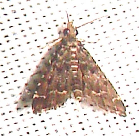 4753 China Mark Moth Kissimmee Prairie St Pk 3-9-12