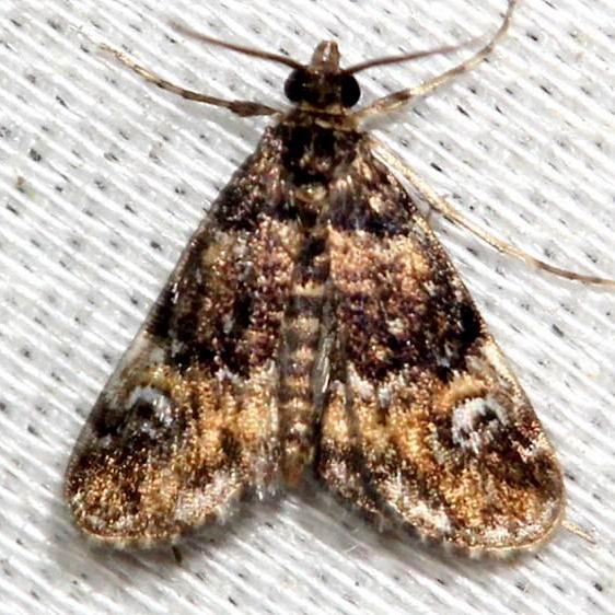 4755 Waterlily Leafcutter Moth Schivley Fen Logan Co Oh 6-12-12