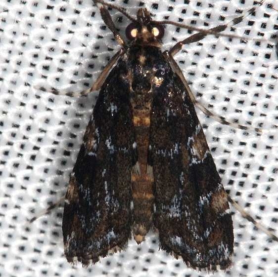 4758 Black Langessa Moth L nomophilalis Lucky Hammock Everglades 2-23-14