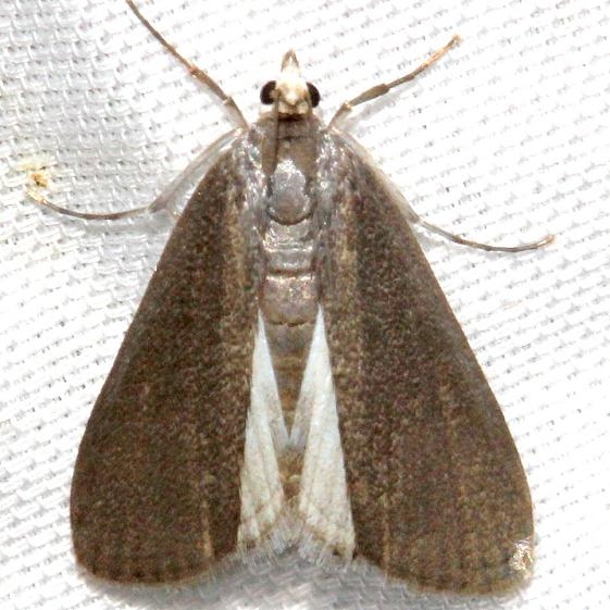 4759 Polymorphic Pondweed Moth Hidden Lake Everglades Natl Pk 3-9-13