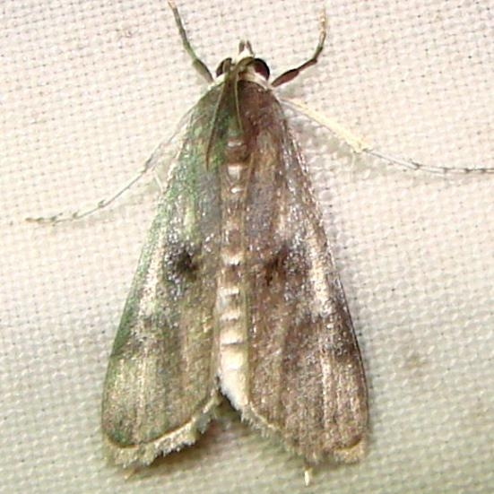 4759 Polymorphic Pondweed Moth Mahogany Hammock Everglades Natl Pk 2-25-12