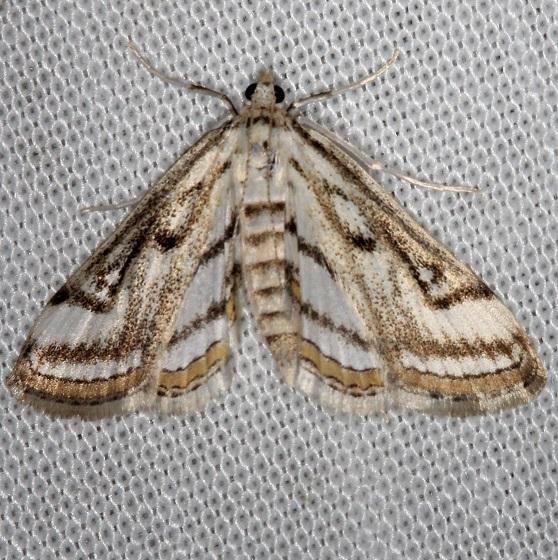 4761 Chestnut-marked Pondweed Moth Thunder Lake Mich 6-21-13