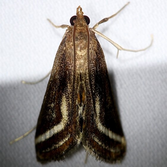 4763 Floating-heart Waterlily Moth Everglades Natl Pk Nike Missle Rd 3-7-13