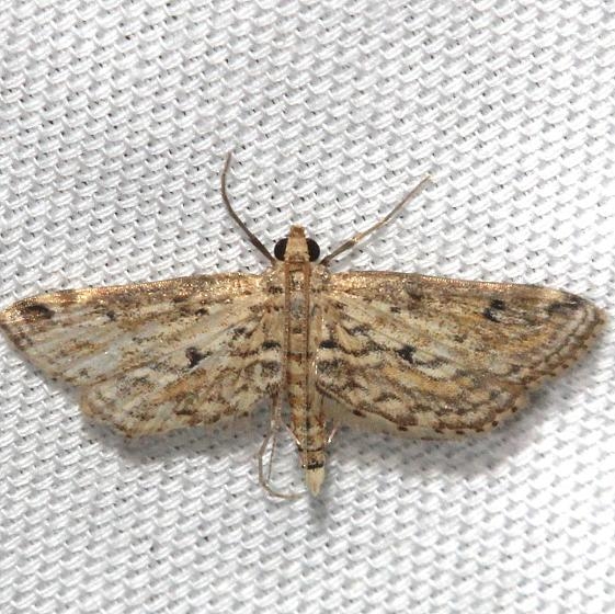 4764 Watermilfoil Leafcutter Moth Hidden Lake Everglades Natl Pk 3-9-13