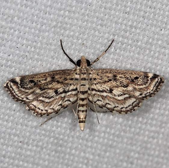 4764 Watermilfoil Leafcutter Moth Hopkins Prairie Ocala Natl Forest Fl 9-26-18 (59)_opt