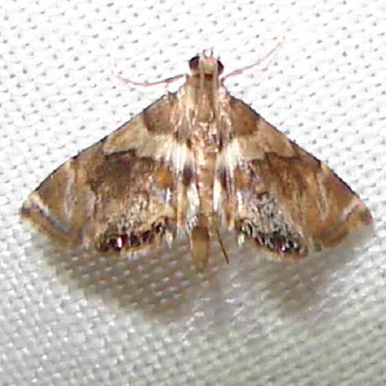4769 Dimorphic Leafcutter Moth Kissimmee Lake St Pk 2-23-12