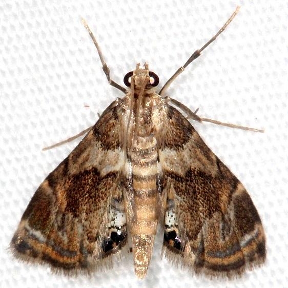 4769 Dimorphic Leafcutter Moth Neargyractis vslossonalis Rodman Campground Fl 3-20-14