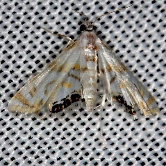 4770 Petrophila drumalis Collier Seminole St Pk 3-2-14