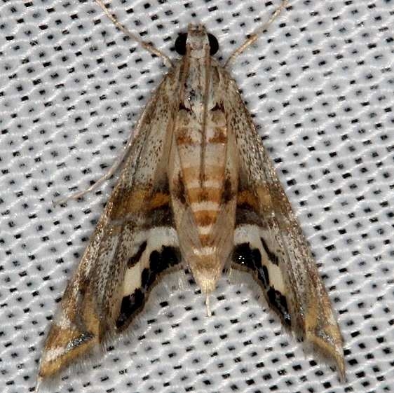 4774 Two-banded Petrophila Moth NABA Gardens Texas 11-3-13