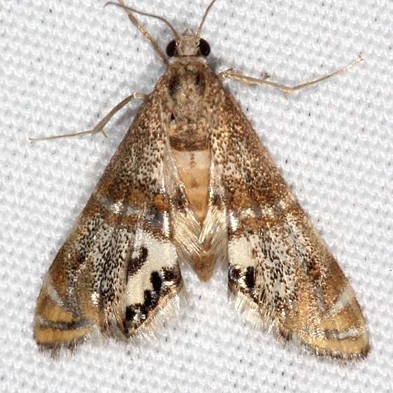 4774 Two-banded Petrophila Moth yard 8-31-15