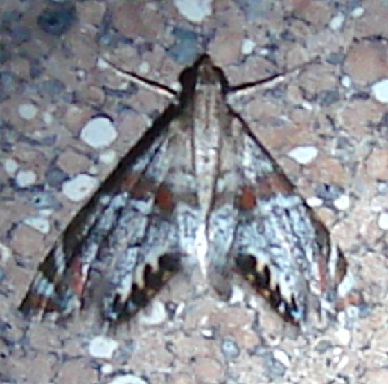 4775 Petrophila jailscalis Moth Ventana Canyon Resort Tucson Az 9-10-12