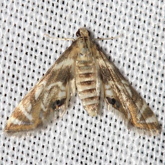 4779 Canadian Petrophila Moth yard 8-20-12
