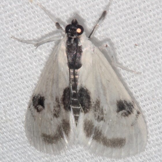 4789-Oystershell-Metrea-Moth-Mothapalooza-Arc-of-Appalachia-7-17-21